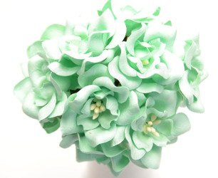 Magnolie miętowe (IAR) 10szt