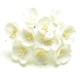 wiśnie białe 10szt