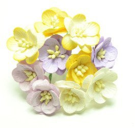 Fioletowe, żółte, kremowe kwiaty wiśni 10szt