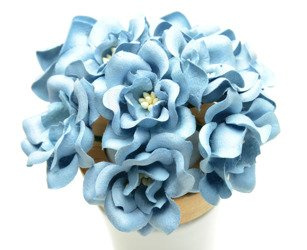 Magnolie niebieskie (IAR) 10szt